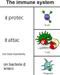 IGEM memes - The immune system is the best at protec!... | Facebook